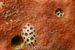 Nudibranchs - Discodoris atromaculata by Vito Lorusso 